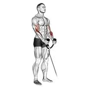 Hammer-Curl am Kabelzug (Seil)