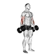 Hantelhammer curl v. 2