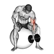 Hantel 1 Arm Konzentration Curl (auf Stabilitätsball)