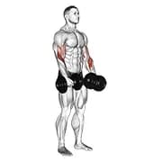 Hantel Revers Griff Bizeps Curl