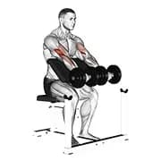 Hantel sitzt Prediger Curl