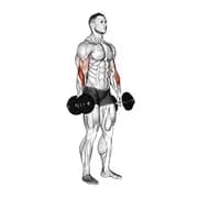 Langhantel stehend reverse curl