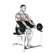 ez Barbell Reverse Grip Prediger Curl