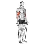 band alternating biceps curl