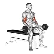 ez barbell sitzende Curl