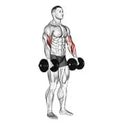Langhantelbizeps curl reverse