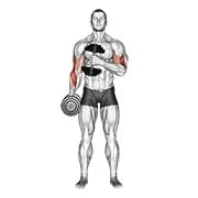 Hantelkreuzkörperhammer curl v. 2