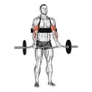 ez-bar Bizeps Curl (mit Armblaster)