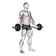 ez-barbell Standing Wide Grip Bizeps Curl